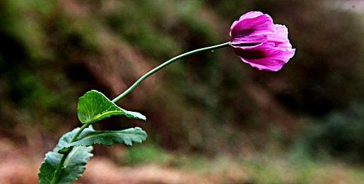 《蜡笔小新 我与博士的暑假》实机公布 5月4日上线